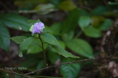 Vernonia dalzelliana